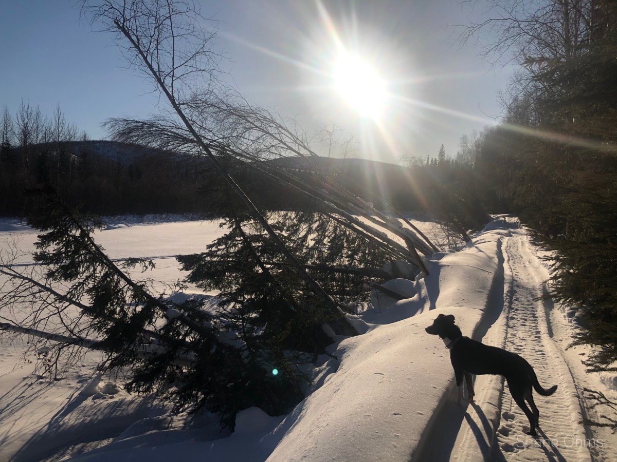 Stiles Creek XC Ski&nbsp;Loop