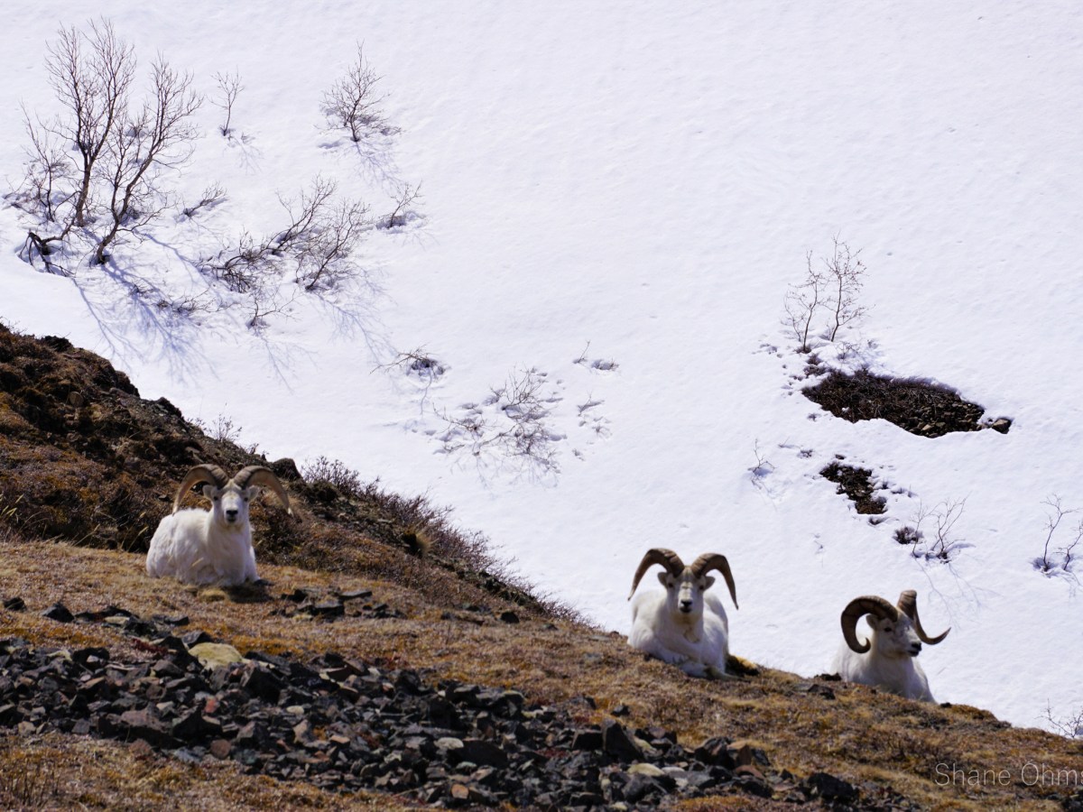 Mothers Day in The&nbsp;Park